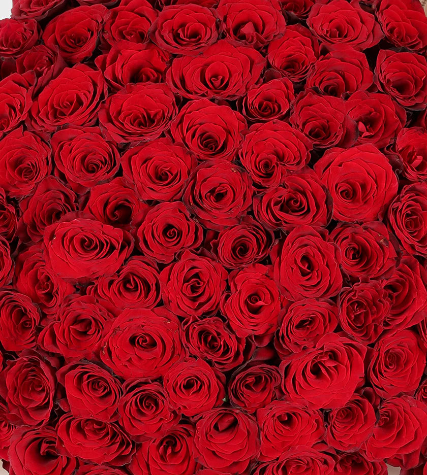 premium roses palm jumeirah